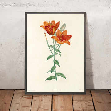 A framed image of Lilies (Lilium, Plate 1) by Pierre Joseph Redouté, 1805