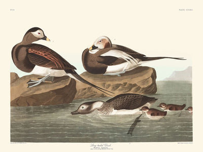 Pato de cola larga, de John James Audubon, 1827