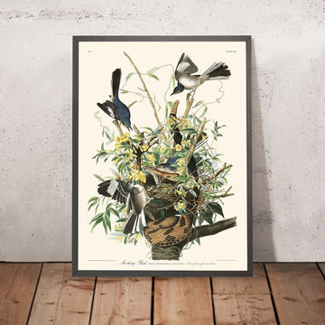 Uccello P mocking di John James Audubon, 1827 