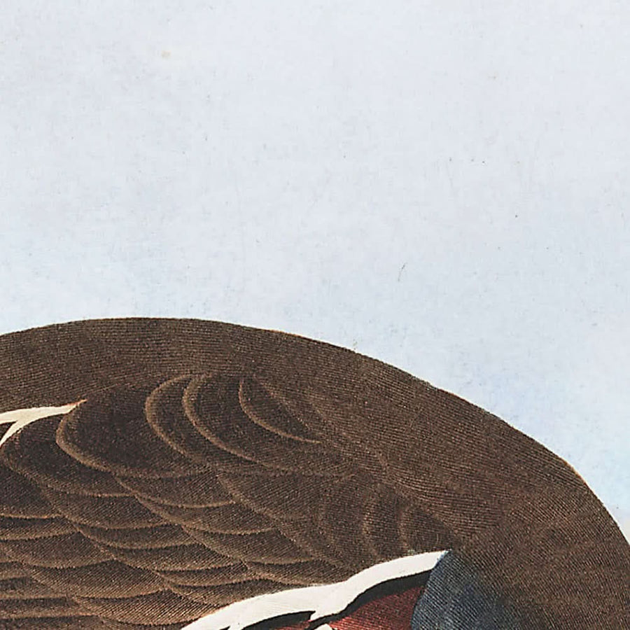 Fagiano piumato e Fagiano dalle gambe spesse di John James Audubon, 1827 