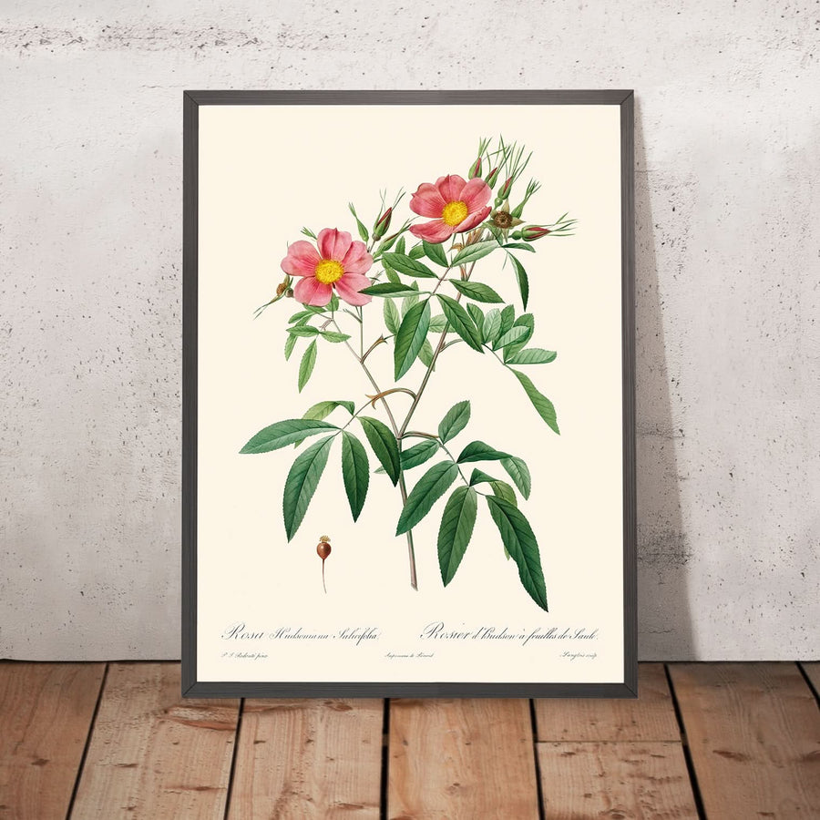 Rosa Hudsoniana Salicifolia di Pierre-Joseph Redouté, 1817 