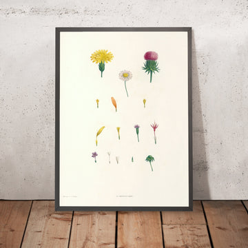 A framed image of Botanical Flowers (Plate 58) by Pierre Joseph Redouté, 1805