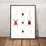 Mites (Acaridea, Plate 2) by Frederick DuCane Godman, 1879