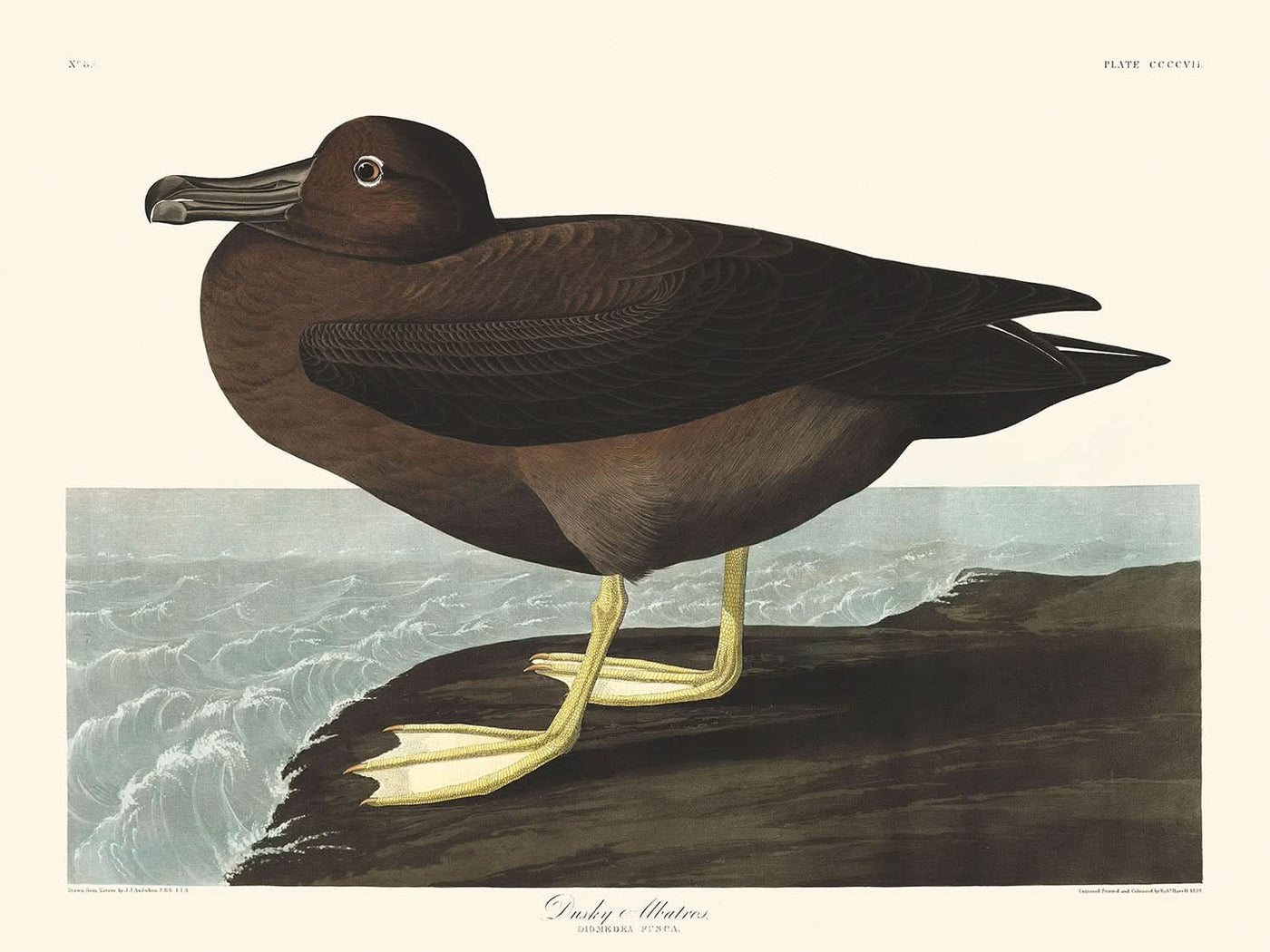 Dusky Albatros by John James Audubon, 1827