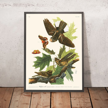 Whip-poor-will di John James Audubon, 1827 