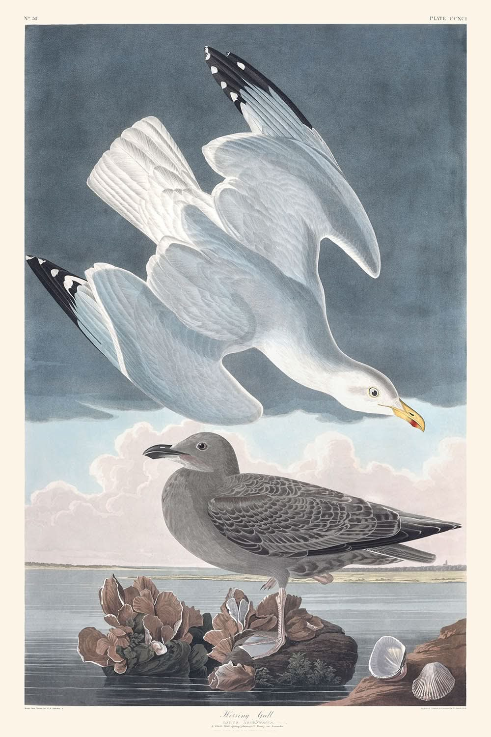 Silbermöwe von John James Audubon, 1827