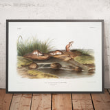 Missouri Mouse (Mus missouriensis) by John Woodhouse Audubon, 1845