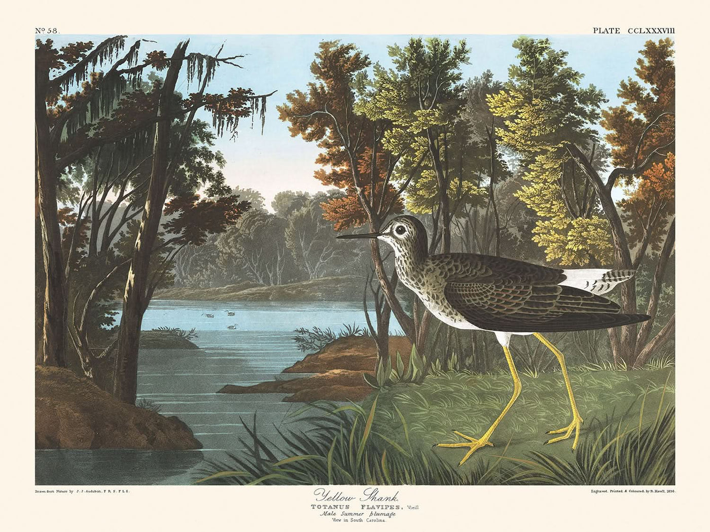 „Yellow Shank“ von John James Audubon, 1827