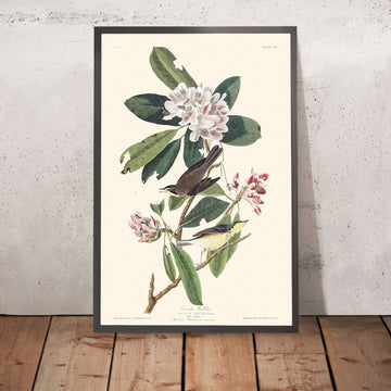 Canada Warbler di John James Audubon, 1827 