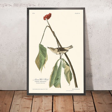 Louisiana Water Thrush di John James Audubon, 1827 