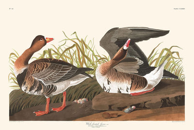 Blässgans von John James Audubon, 1827