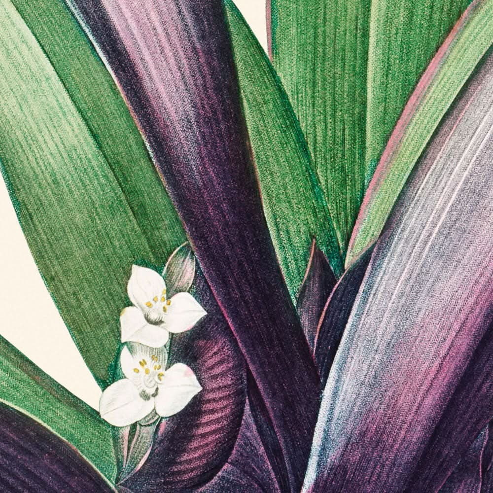 Tradescantia Discolor von Pierre-Joseph Redouté, 1802