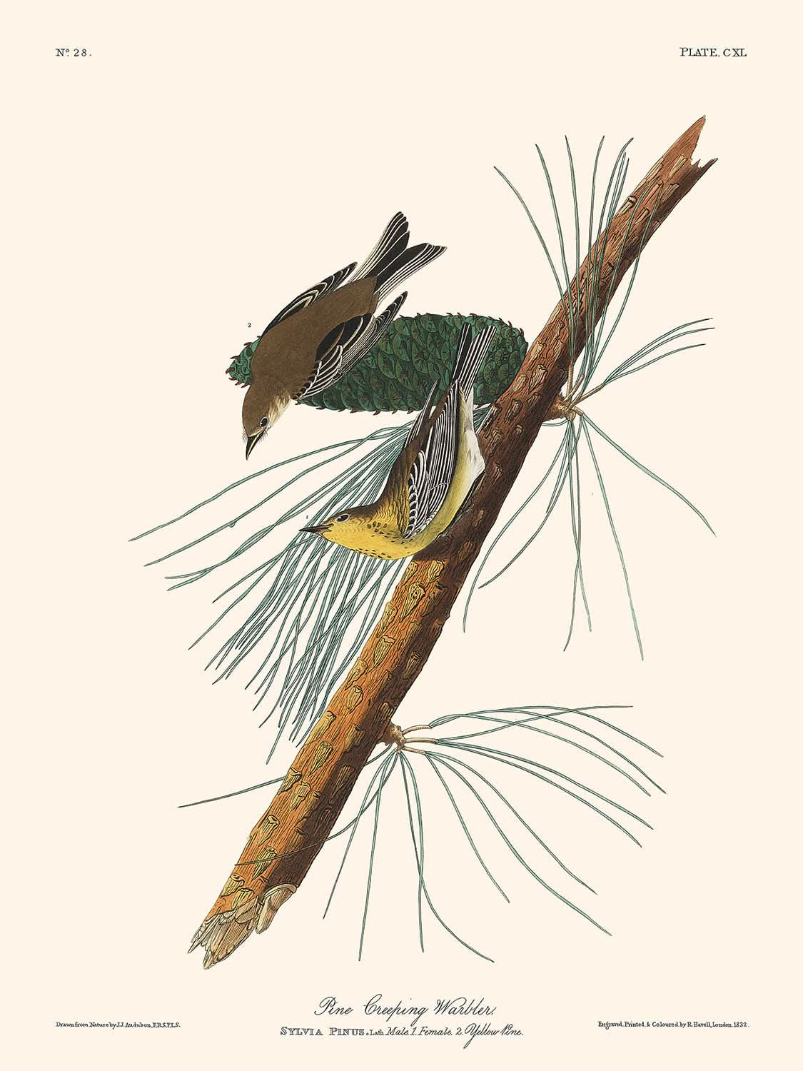 Pine Creeping Warbler by John James Audubon, 1827