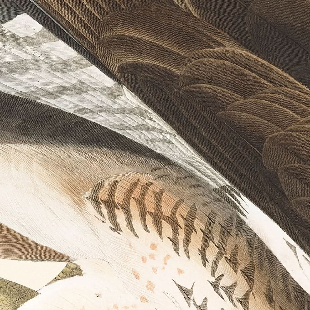 Mäusebussard von John James Audubon, 1827