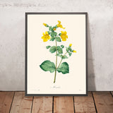 Mimulus di Pierre-Joseph Redouté, 1802 