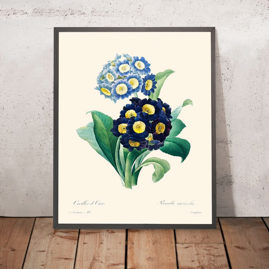 Primula Cowslip di Pierre-Joseph Redouté, 1802 