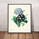 Primula Cowslip di Pierre-Joseph Redouté, 1802 