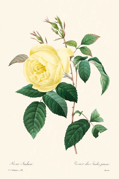 Gelbe Rose von Pierre-Joseph Redouté, 1802 