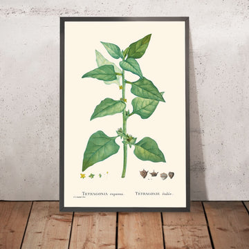 Épinards de Nouvelle-Zélande par Pierre-Joseph Redouté, 1802