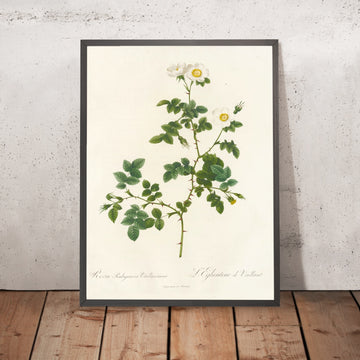 A framed image of Dog Rose (Rosa rubiginosa Vaillantiana) by Pierre Joseph Redouté, 1817
