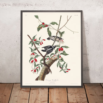 Picchio di Downy di John James Audubon, 1827 