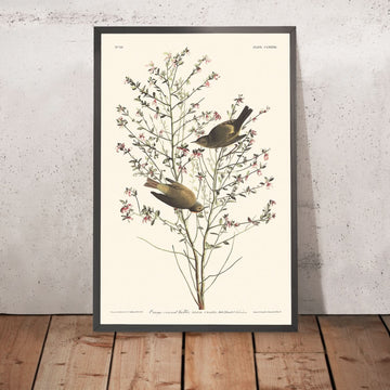 Orange-crowned Warbler by John James Audubon, 1827