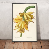 Banana (Musa paradisiaca, Plate 23) by Pierre Joseph Redouté, 1805