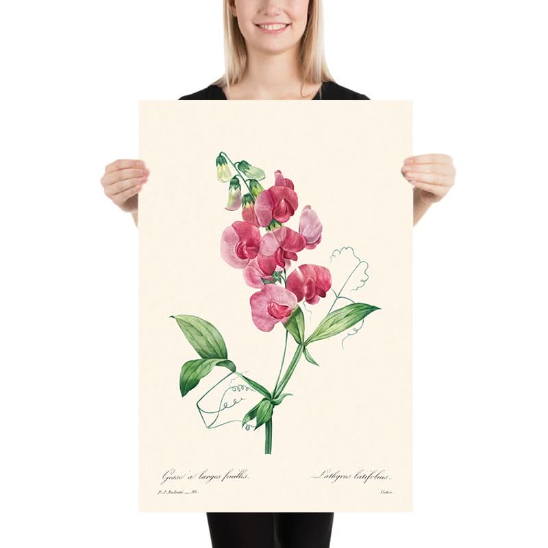 Immerwährende Erbse von Pierre-Joseph Redouté, 1802 