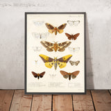 Moths (Lepidoptera: Heterocera, Plate 15) by Frederick DuCane Godman, 1879