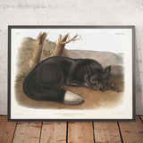 American Black, or Silver Fox by John Woodhouse Audubon, 1845