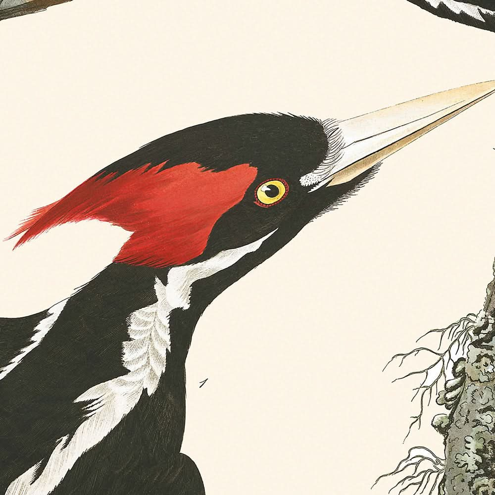 Ivory-billed Woodpecker by John James Audubon, 1827