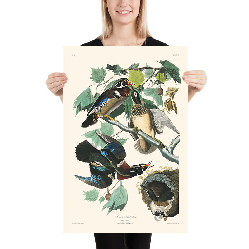 Anatra estiva o anatra di legno di John James Audubon, 1827 