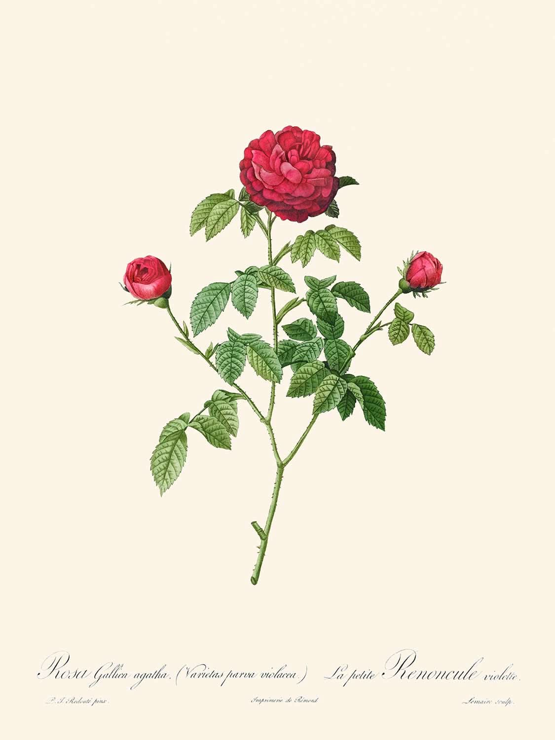 Provence or French Rose by Pierre-Joseph Redouté, 1817