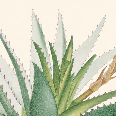 Aloe Glauca Miller de Pierre-Joseph Redouté, 1802