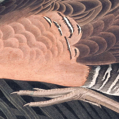 Poule des marais d'eau douce par John James Audubon, 1827