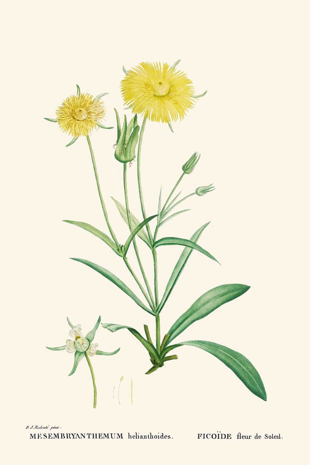 Spachtelblättrige Feigenringelblume von Pierre-Joseph Redouté, 1802