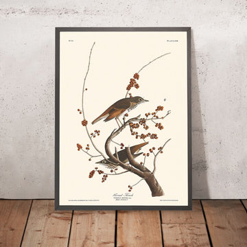 Tordo eremita di John James Audubon, 1827 