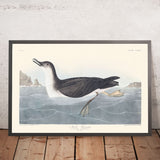 Manks Shearwater by John James Audubon, 1827