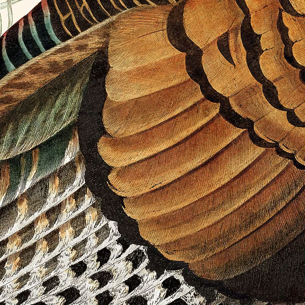 Pavo salvaje, de John James Audubon, 1827