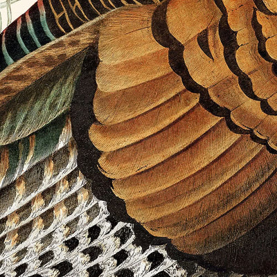 Wild Turkey von John James Audubon, 1827 