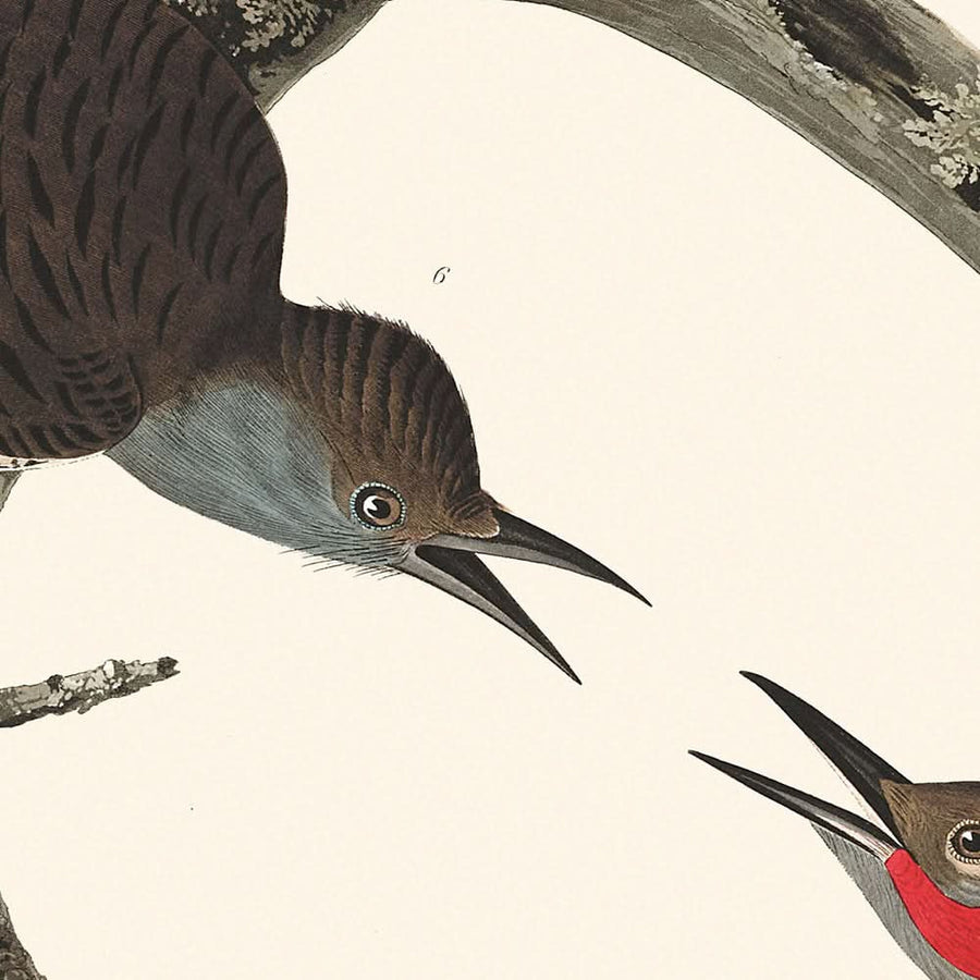Picchio dal becco grosso, Picchio dal ventre rosso, Picchio dal fusto rosso, Picchio di Lewis, Picchio dal petto rosso di Audubon, 1827 