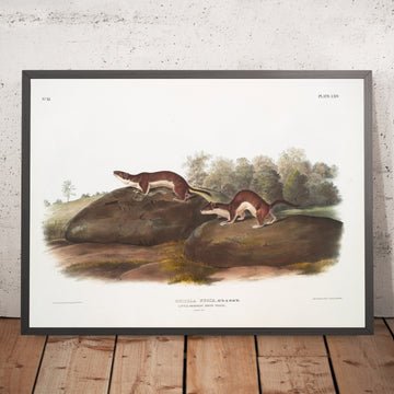 A framed image of 