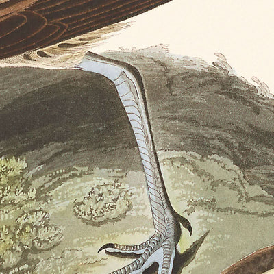 Courlis esquimau par John James Audubon, 1827