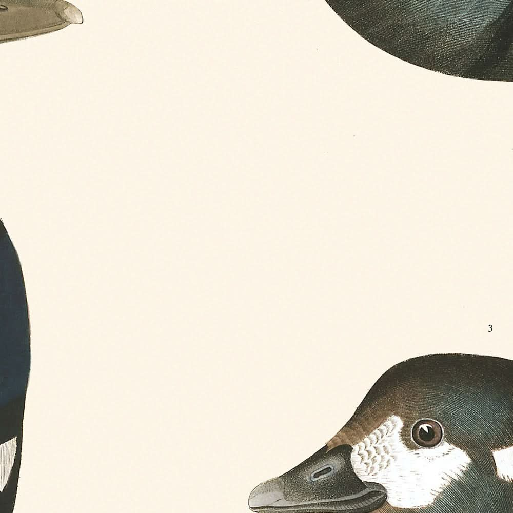 Harlekin-Ente von John James Audubon, 1827