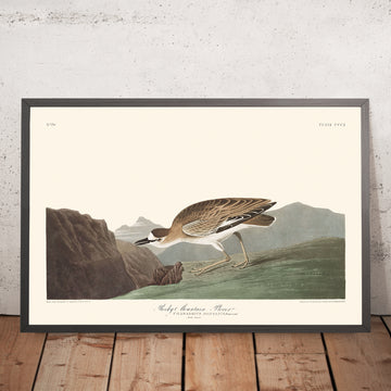 Una imagen enmarcada del chorlito de las Montañas Rocosas de John James Audubon, 1827