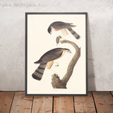 Haut-plaqué Épervier par John James Audubon 1827 