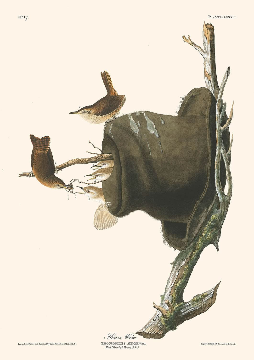 Le troglodyte familier de John James Audubon, 1827