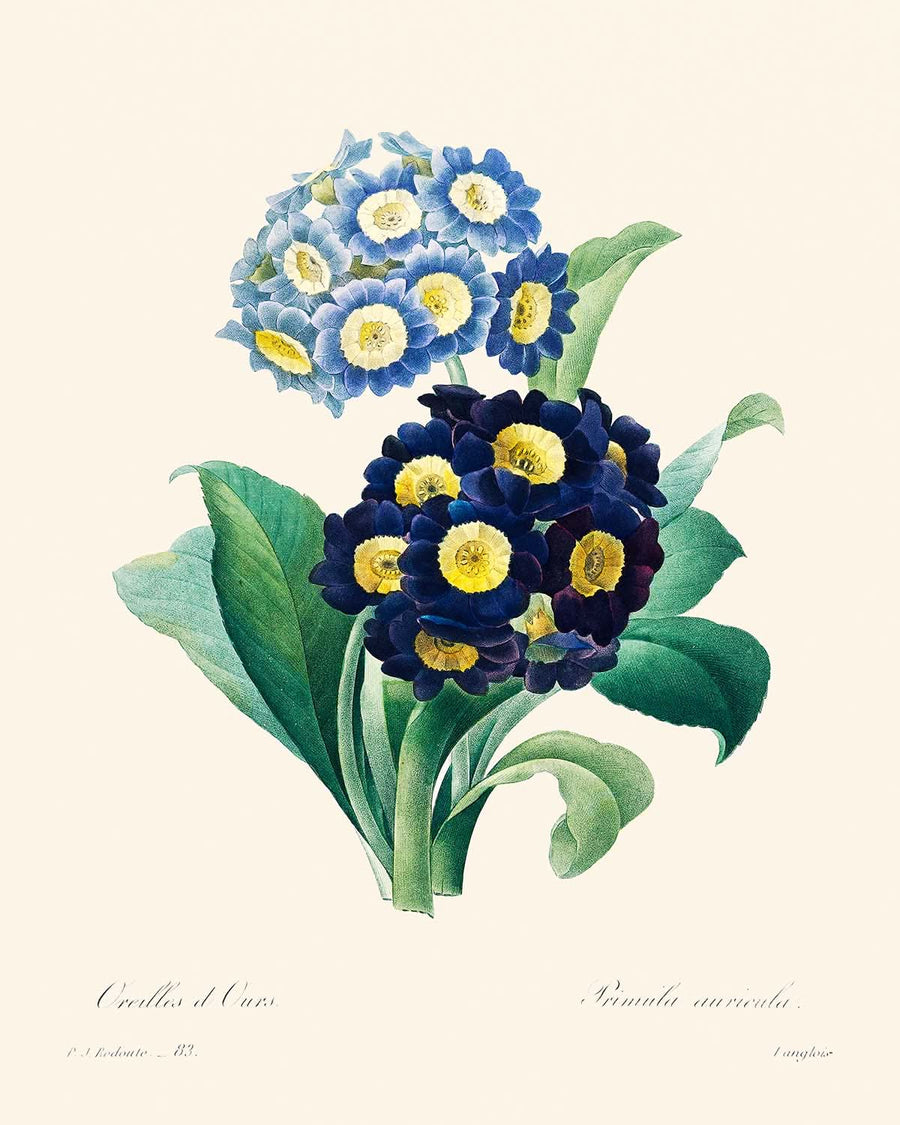 Primula Cowslip di Pierre-Joseph Redouté, 1802 