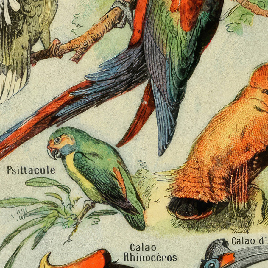 Uccelli (2) di Adolphe Millot 1890 - Pappagalli, Falchi, Uccelli Tropicali 