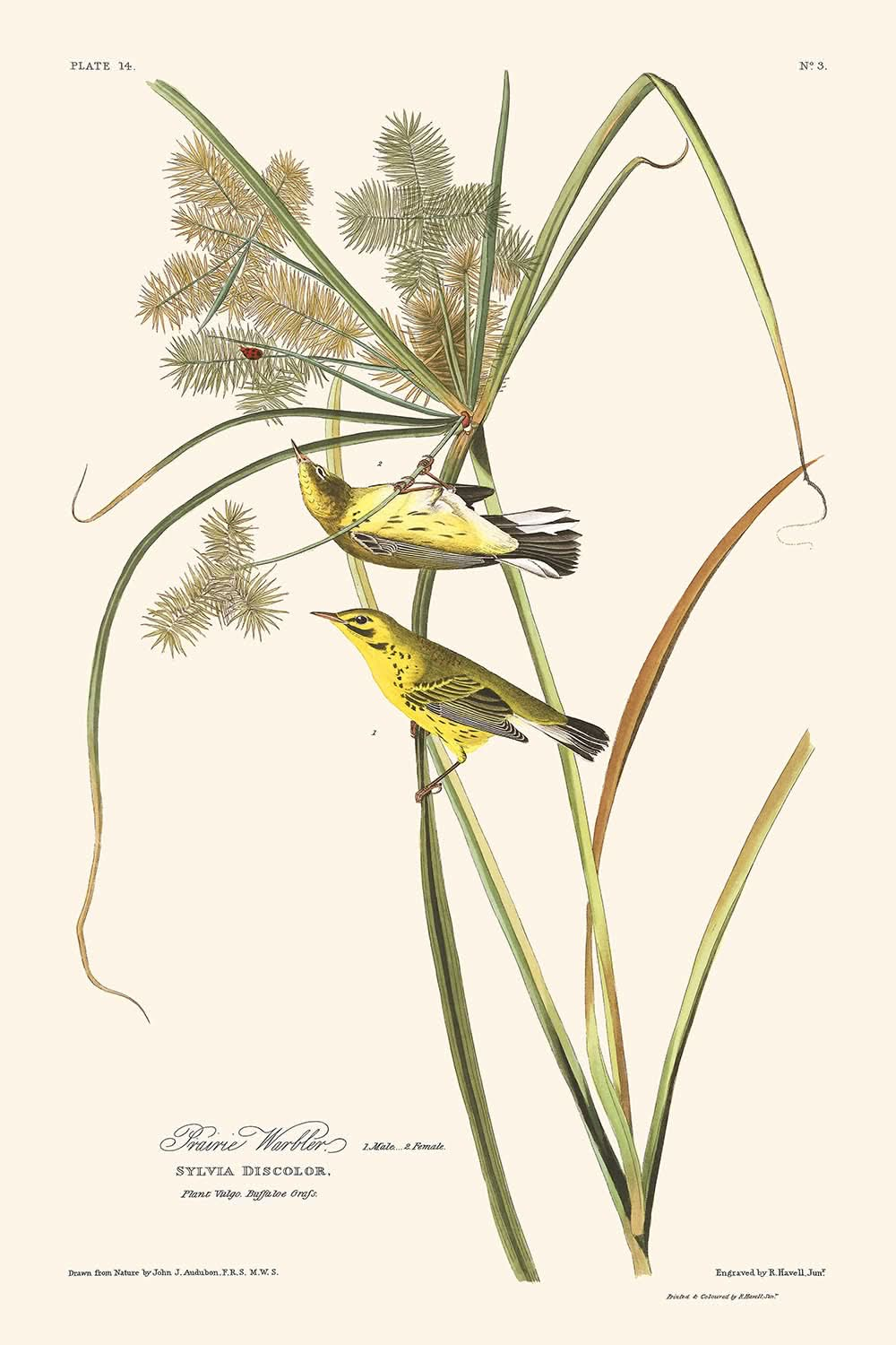 Präriewaldsänger von John James Audubon, 1827